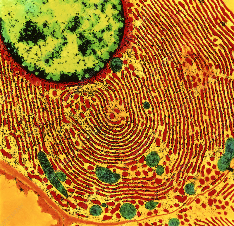 Lire la suite à propos de l’article Santé, handicap et inégalités : le cas Luigi Mangione