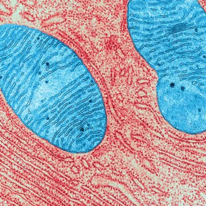 La vulnérabilité repensée : handicap, climat et justice