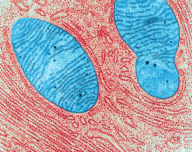You are currently viewing La vulnérabilité repensée : handicap, climat et justice