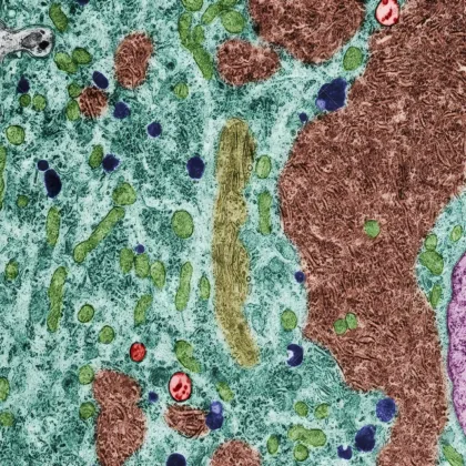 Retour aux communs, Michel Magny (compte rendu)